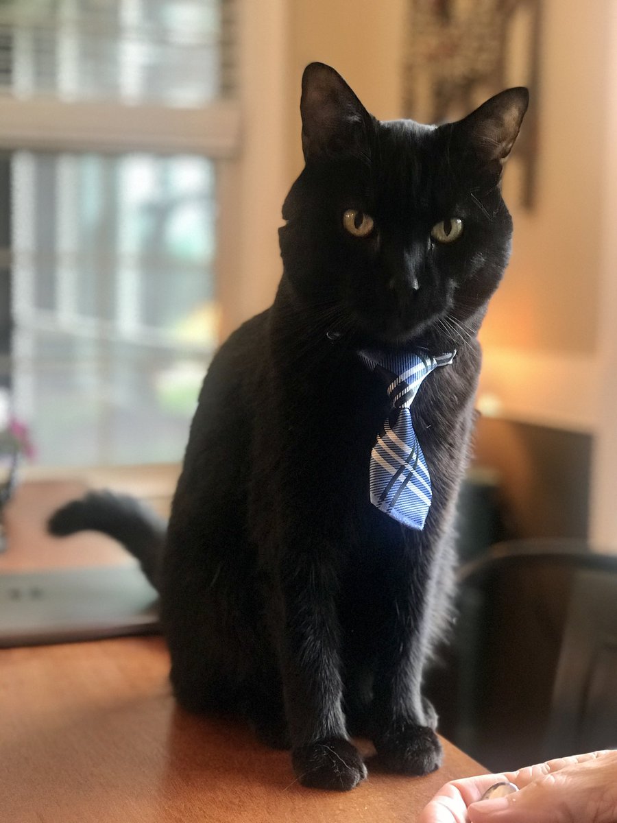 hollybird72's tweet photo. @HelenTheShark Felix is styling on this Caturday https://t.co/6Jbq1KCUkU