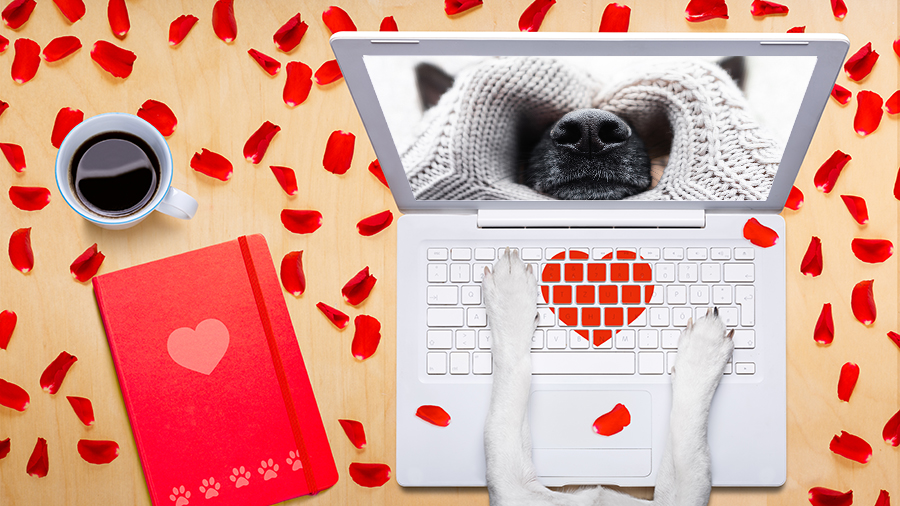 💕Get a Valentine from one of our rescue dogs or cats with a donation of any amount!! Share the love and warm your heart! safewithusanimalrescue.org/event/be-our-v… #RescueDogs #DogsofTwitter