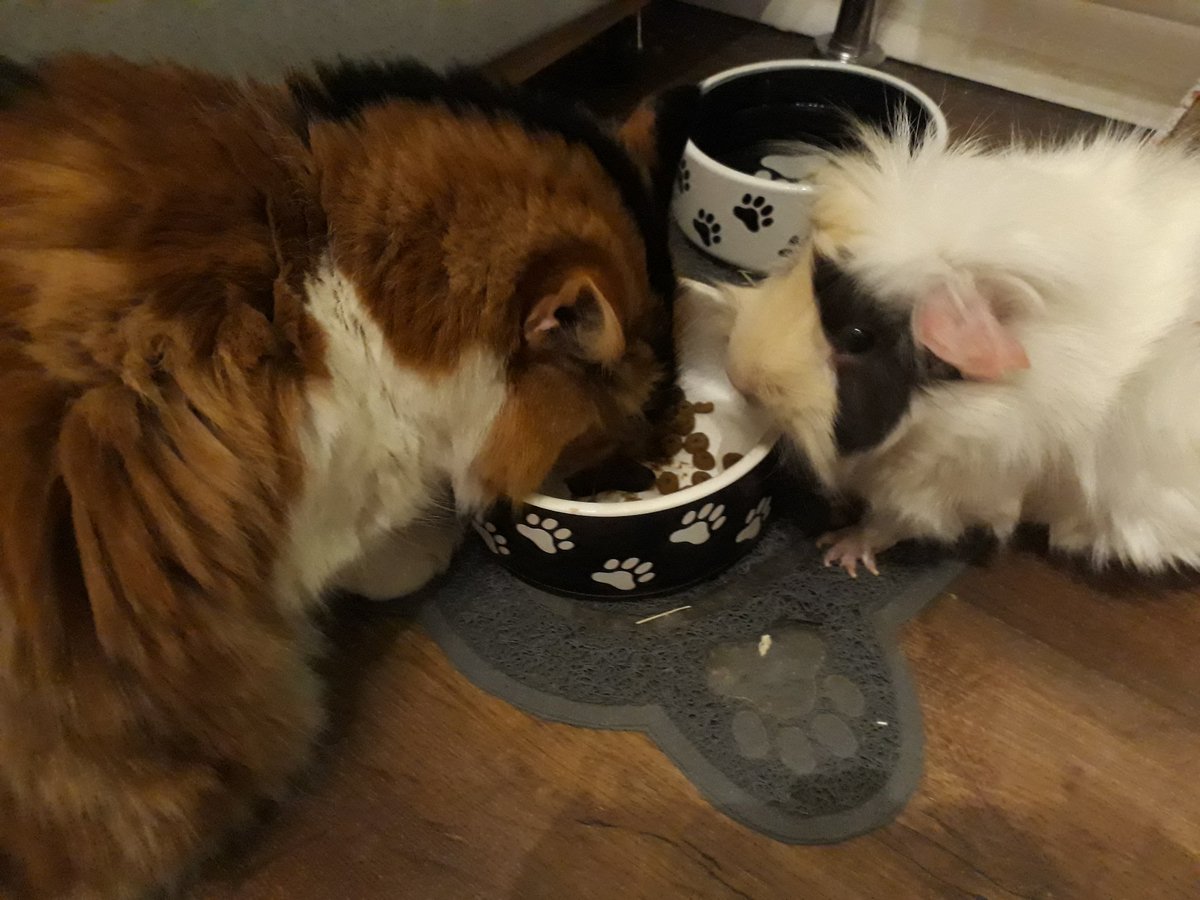 Look at these daft buggers 😂