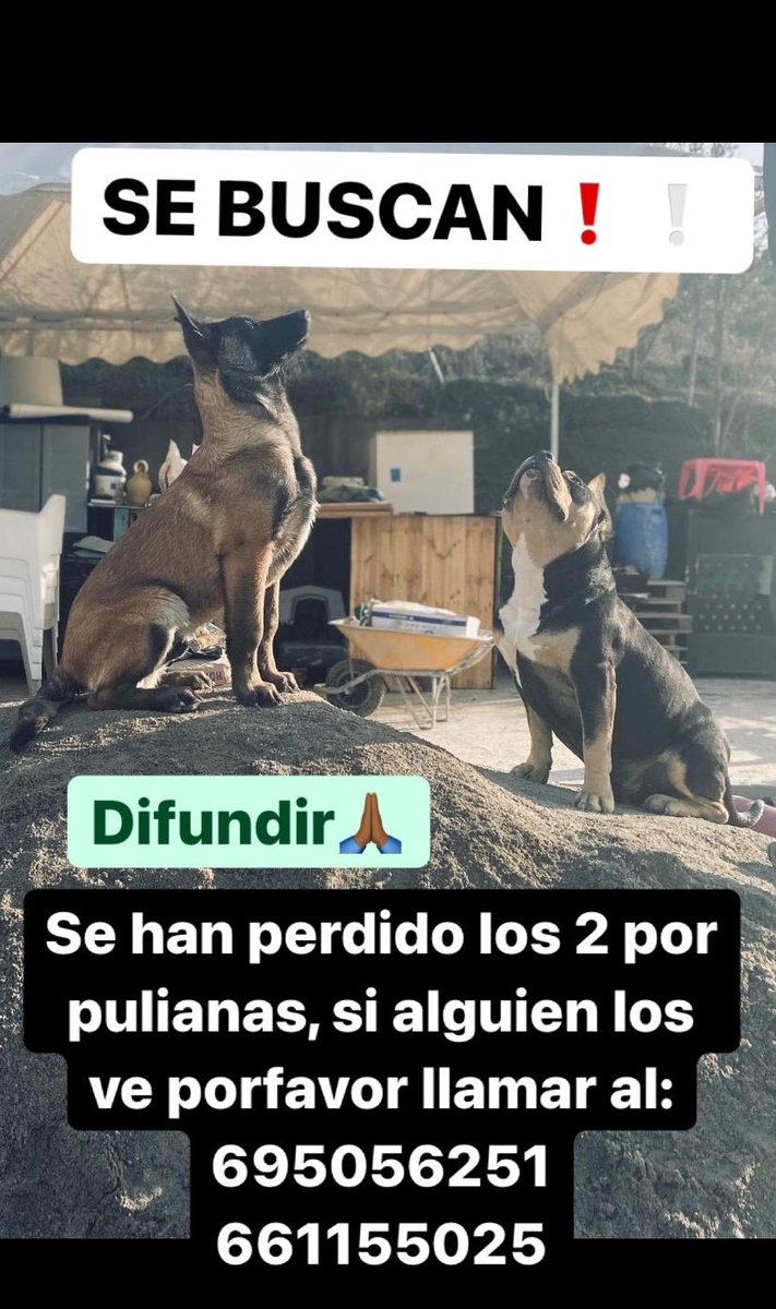 DIFUNDIR🙏🏾🙏🏾

SE BUSCAN❗️❕
Se han perdido estos 2 perros en pulianas, si alguien los ve porfavor llamar al: 
•695056251
•661155025 
SE OFRECE RECOMPENSA