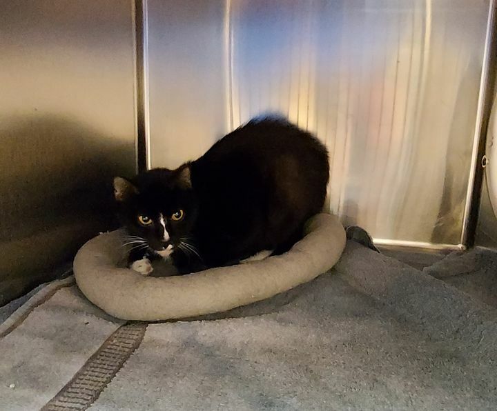cobbkitties's tweet image. 💓 RESCUE AND PLEDGES NEEDED  💓

This cat is scared and can&apos;t be place on the Adoption floor.
Surrendered by the owner, was a part of a hoarding case. 

ID 626937
Age: 
Gender:
In a cage since 1/19/2021
Cage: 666

County Animal Services is located at:… ift.tt/3jKJq5P