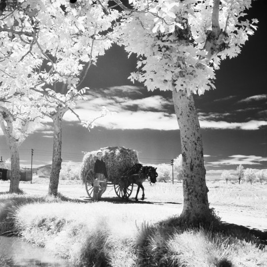 Horse carriage with hay, Spain, June 1959Amazing effects of sun & shade from Sem Presser. I'm adding to a thread of the Dutch photographer's work. 