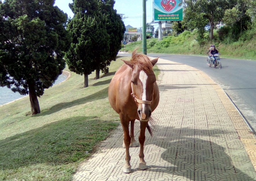 I once went to a park in Da Lat, where one of the locals rode a horse there and was fishing. The guy never tied his horse up, and (after I fed it a cracker) the animal followed me all over the park. Not once did this guy worry that I might try stealing his horse.