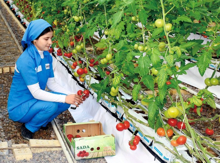 тепличное хозяйство. саки овощевод. парниковые овощи. теплица с урожаем. томаты на грядке.