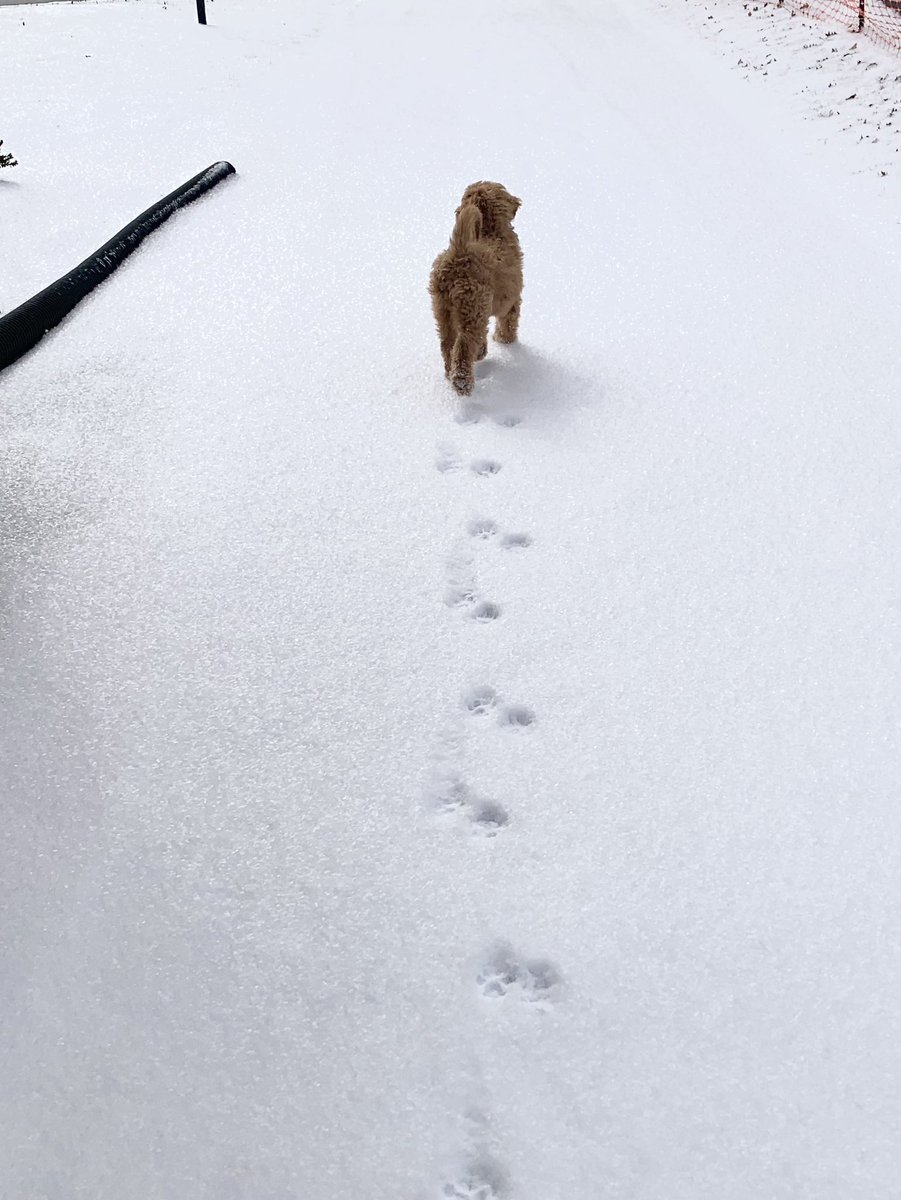 emilyrau's tweet image. Fresh powder. 🐾 #palomapup #stlweather