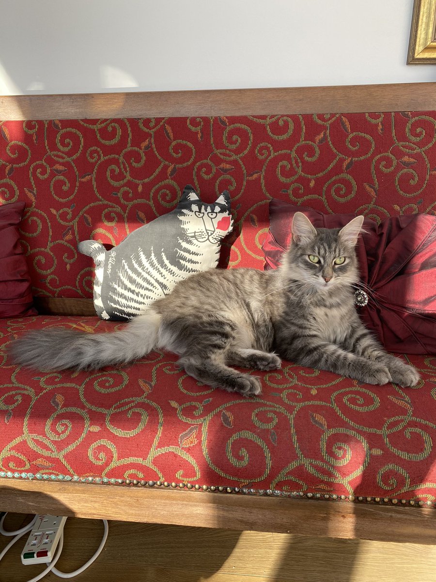 kingdomtheatre's tweet photo. Double take #Caturday #cats #CatsOnTwitter #rescuecats #cuddlechallenge https://t.co/ORmyXftTCH