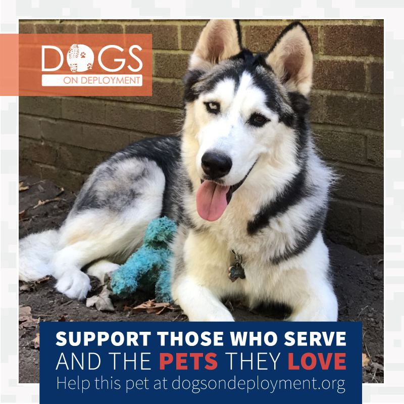 DogsonDeploymnt's tweet photo. Anyone near Wellsburg, WV able to board Kilo while #Army mom is #deployed, 2/20/21-2/25/2022. If you can help please log on & register at https://t.co/bOBNG8pvbx.
#DogsonDeployment #DODMission #Love #Fund #Board
#DoDPetInNeed #DoDFoster #Wellsburg #WestVirginia https://t.co/2Xt6jkErLv