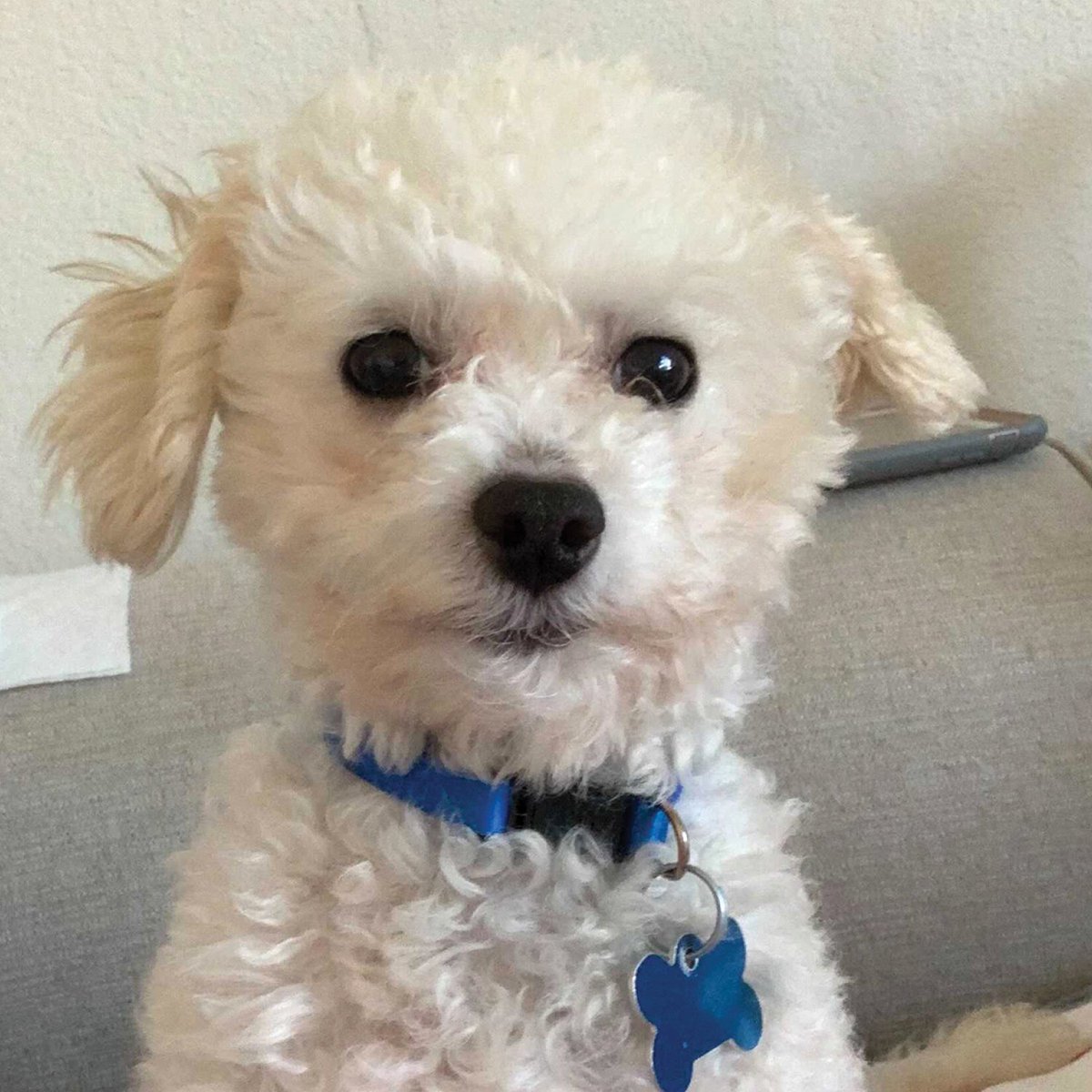 Cupid heard that a hooman may be visiting today, could it be his Valentine?

#poodlemixpuppy #poodlemix #mixedbreed #minipoodle #doodles #tinypoodle #poodles #minipoodle #cupid #bemine #shihpoo #maltipoo #happytails #curlypup  #doodletales #adoptdontshop #rescuedog #adoptadog