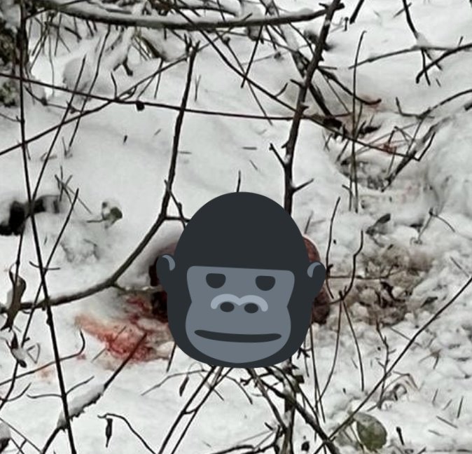 Bugün Bartın'da 5 avcı,biri gebe 3 karacayı vurup pay etmeye  çalışırken yakalandı. Avı yasak hayvan, ava yasak gün, üreme mevsimi,av belgesi yok vs. 
Sokağa çıkma yasağında yaban hayat nefes alır diye  düşünmüştüm. <a href="/milliparklar/">Milli Parklar</a> <a href="/tcbartinvalilik/">T.C. Bartın Valiliği</a>