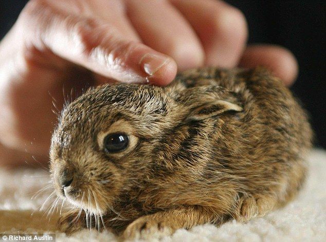 naaah yang ini bayiknya terwelu. kalo liat dari gambarnya, bulunya kaya lebih kasar ga sih dibanding kelinci? gatau deng tapi w ga pernah liat langsung