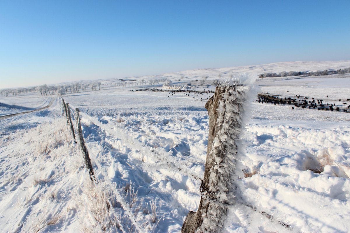 GettingThereFun's tweet image. Here's a little something to inspire you to start travel planning! Helping your great Nebraska beef get from farm to fork, the ranchers work in all weather, even when the high temperature is in the negative. #GettingThere