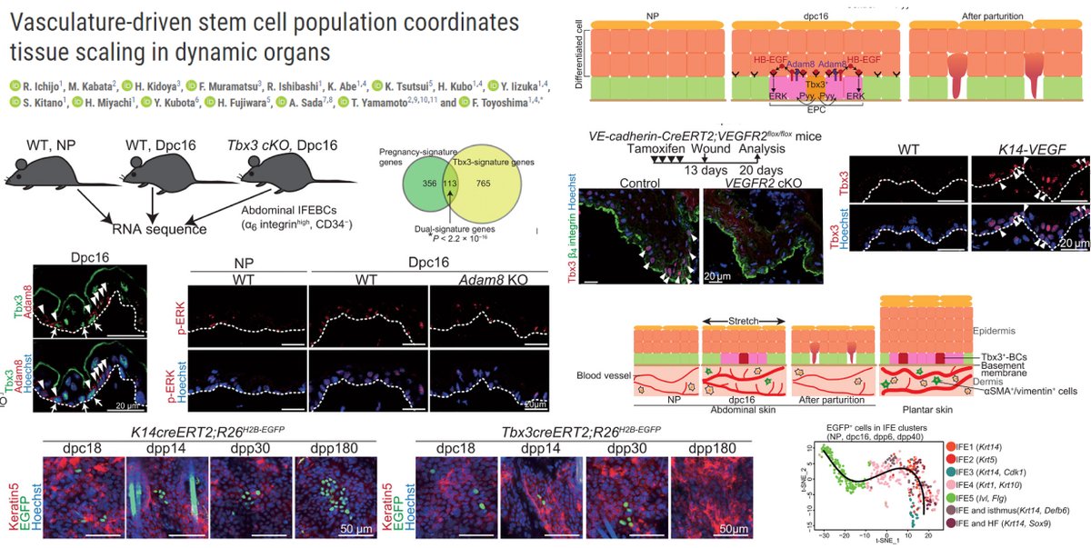 HaoYin20's tweet photo. Blood vessel coordinates skin stem cell expansion🤠
Mechanical stretch-activated #Angiogenesis (Fstl1, Igfbp2)⏫Tbx3+ epidermal stem cells during skin growth in Pregnant🐭
A step toward stretch mark prevention🧐
Dr. Toyoshima @ScienceAdvances 2021
https://t.co/LGiyaFZhqz https://t.co/b3IMyuryqI