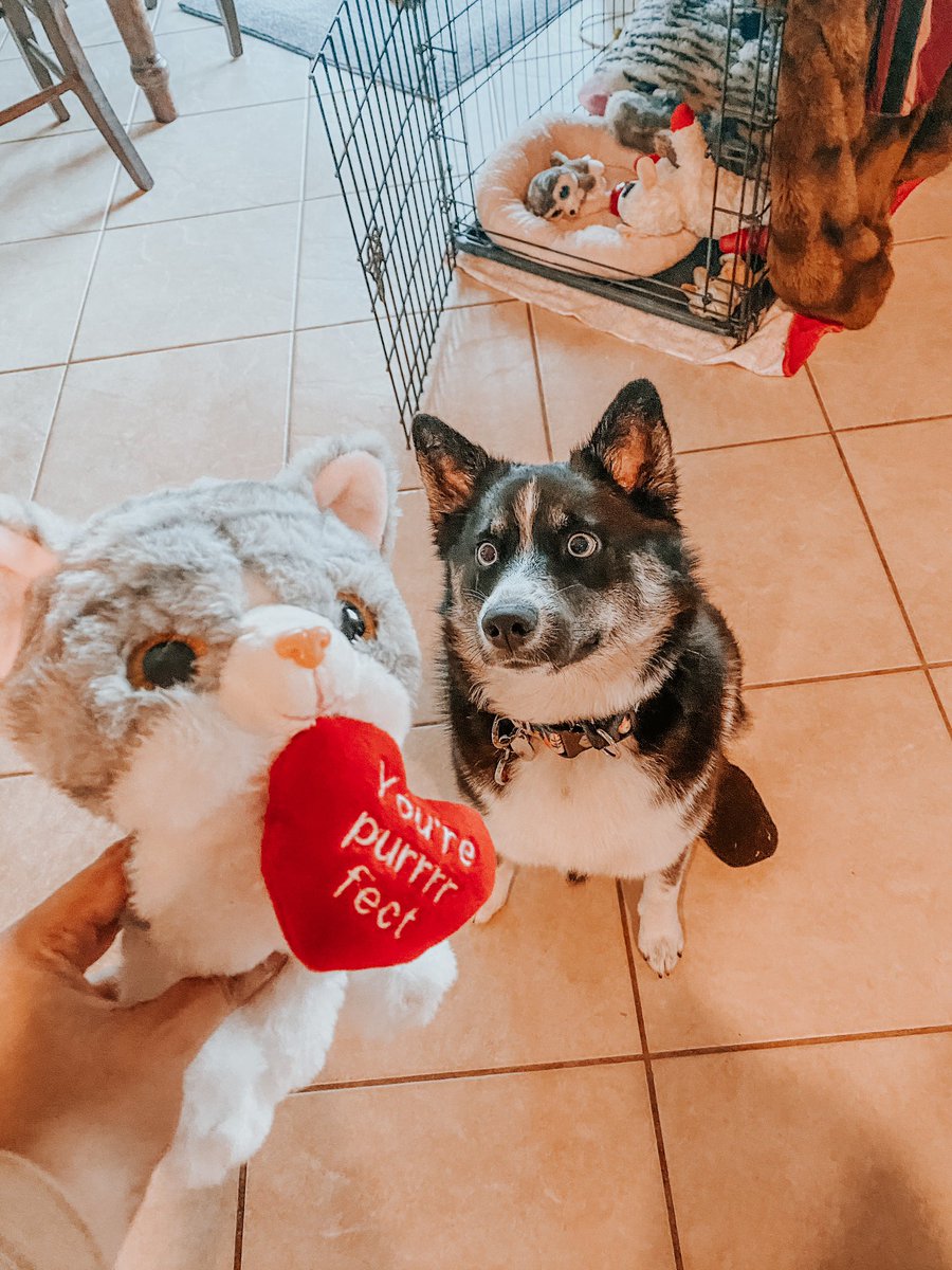 jenny_captures's tweet photo. Of course baby got a early valentines gift 💝 #animals #apple #iphone12 #cute #funny #photography #photographer #husky #ValentinesDay #valentinesday2021 #love #CloserWithSony #sony #instagram https://t.co/Eq8usaCpcF