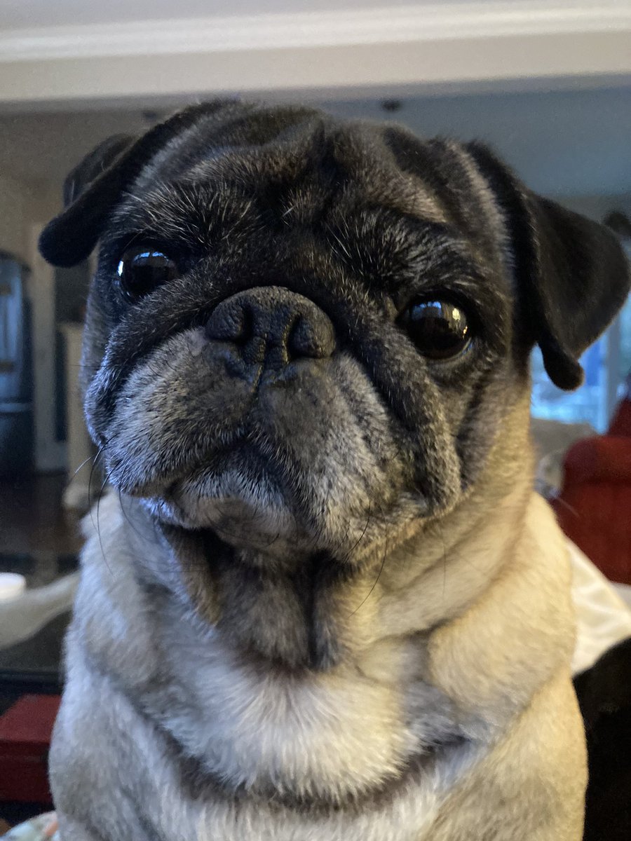 Mama, it’s time for noms. #pug