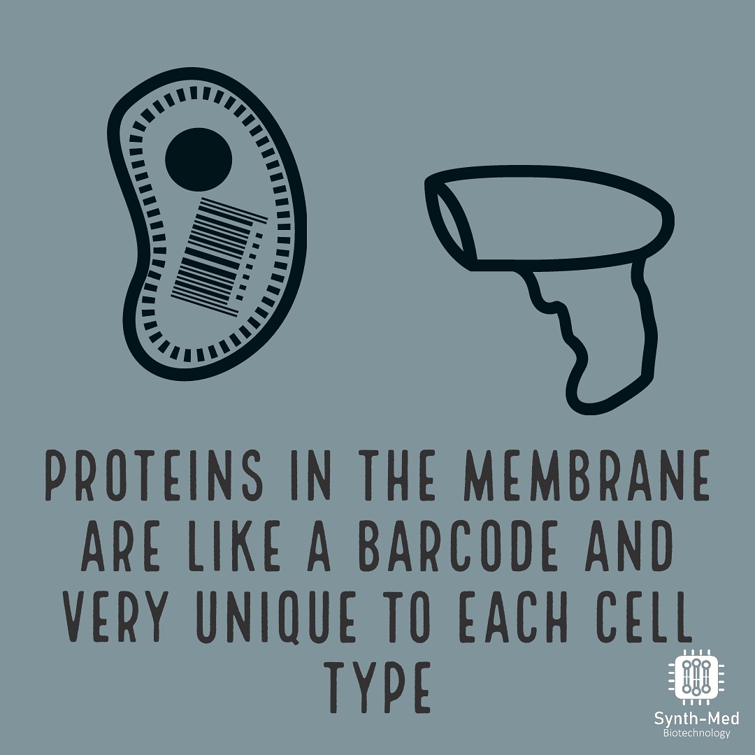 Synth-Med Biotechnology tweet media