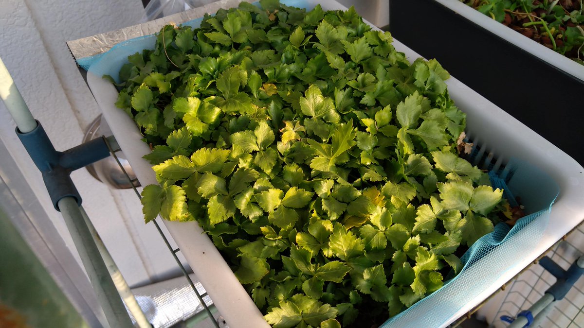 ハイドロポニックス Twitter Search