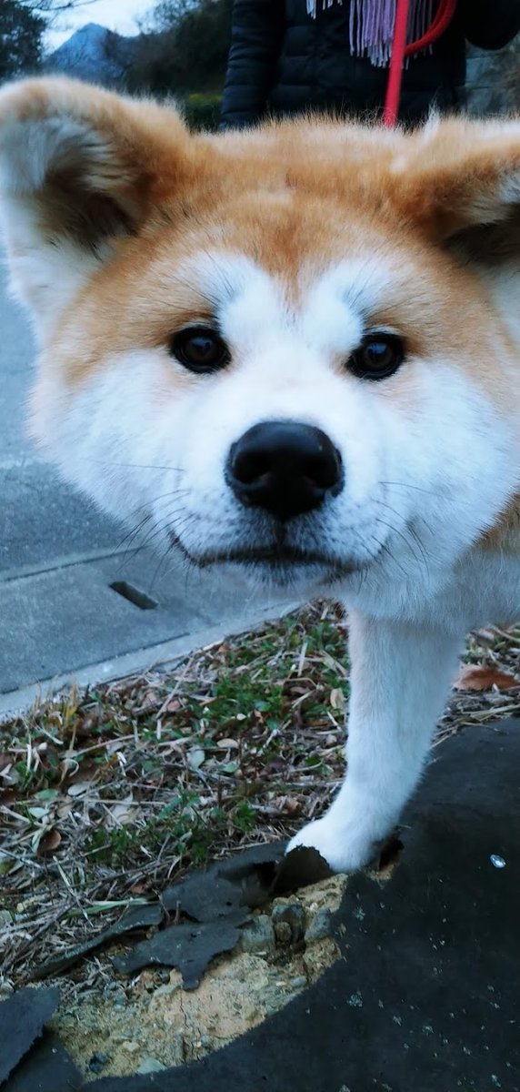 子どもおさがり専門店 Metome みとうみ 店主 まいにち育つ子犬 年8月徳島生まれ 16キロを超えました 獣害対策の働く犬 マスコットとして 健やかに成長しています 黄色い丘 愛媛県 佐礼谷 黄色い丘の菜々 秋田犬 子どもおさがり専門店 Metome みとうみ 店主 まいにち育つ子犬 年8月徳島生まれ 16キロを超えました 獣害対策の働く犬 マスコットとして 健やかに成長しています 黄色い丘 愛媛県 佐礼谷 黄色い丘の菜々 秋田犬