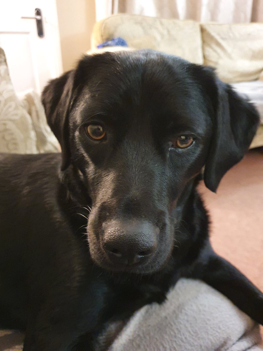 ilstewart's tweet photo. #lockdown2021 #selfies with the dog, what else is the to do at present. Black dogs matter #cockerdor #spanador https://t.co/VyHpdtNRJ0