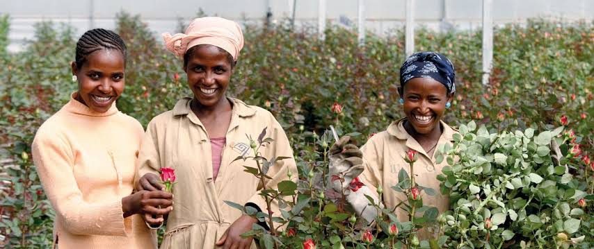 ETEmbassyYOW's tweet photo. When you #BuyEthiopianRoses you are empowering #women. Do you know #women constitute 80% of the work force in 🇪🇹 horticulture industry? @Tesco
@sainsburys
@marksandspencer
@AldiUK
@Morrisons
@waitrose

#BuyEthiopianRoses 
#EmpowerWomen 
#HappyValentinesDay2021 https://t.co/Nn3nYRz3PA