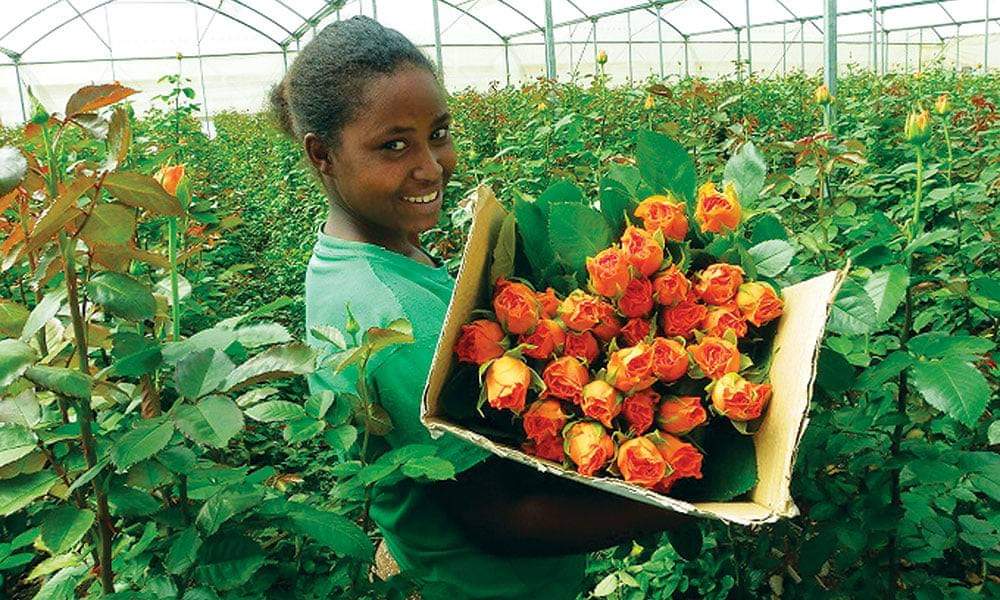 ETEmbassyYOW's tweet photo. When you #BuyEthiopianRoses you are empowering #women. Do you know #women constitute 80% of the work force in 🇪🇹 horticulture industry? @Tesco
@sainsburys
@marksandspencer
@AldiUK
@Morrisons
@waitrose

#BuyEthiopianRoses 
#EmpowerWomen 
#HappyValentinesDay2021 https://t.co/Nn3nYRz3PA