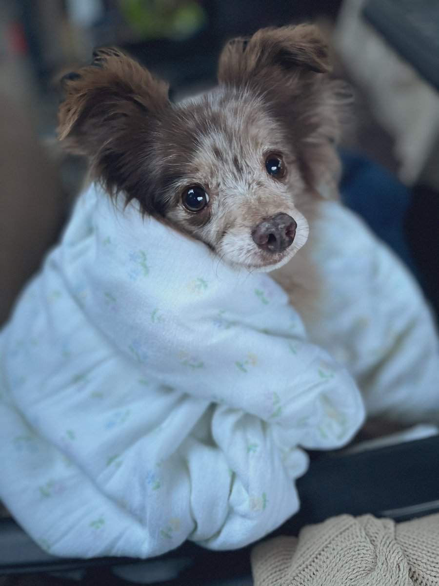 Caitlin Obom tweet media