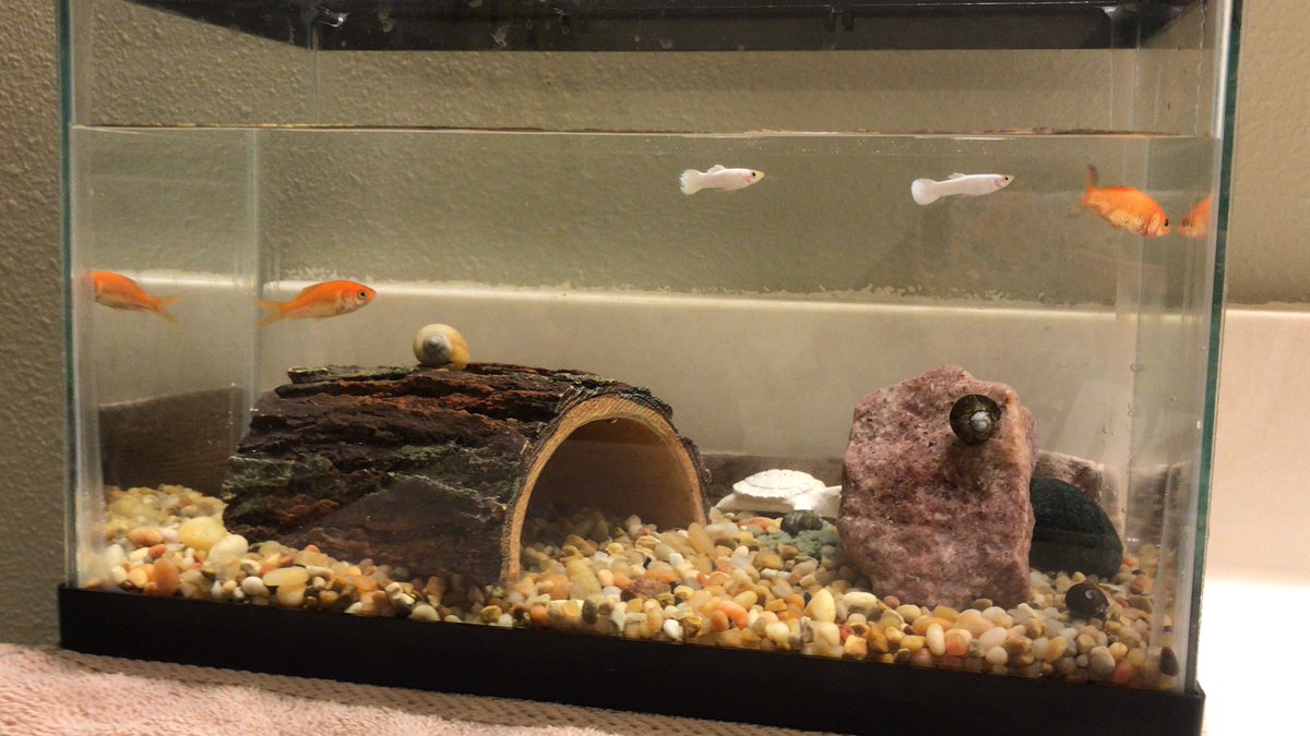EWhitver's tweet photo. Meet Fizzy, Ozzie, Sawyer, Spike and Sci the Snail AKA @FOSSscience We still have 3 pond snails left over from last year but no ramshorn this year :(  #RemoteKinder #guppiesandgoldfish https://t.co/cpm58p6USE
