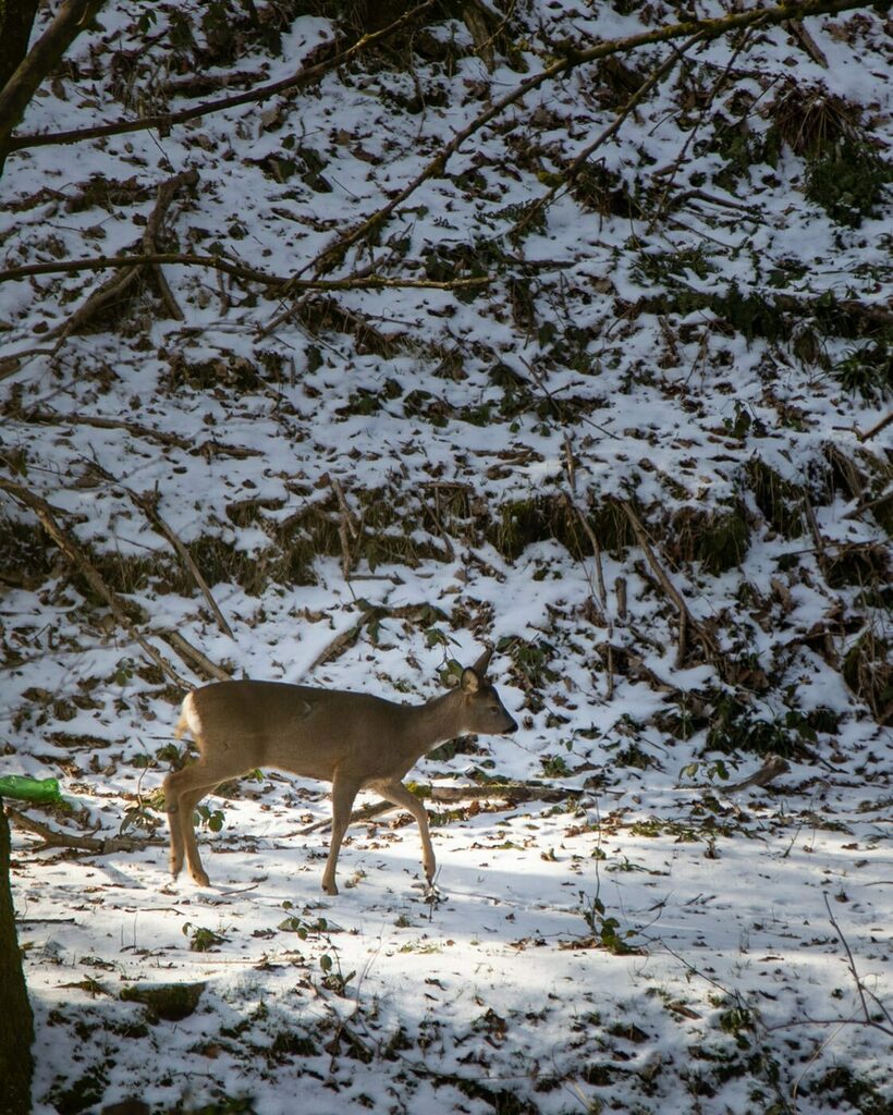 From the dining room window yesterday. 

#Deer #deerofinstagram #deerphotography #deerstalking #snow instagr.am/p/CLQAgI6Hziz/