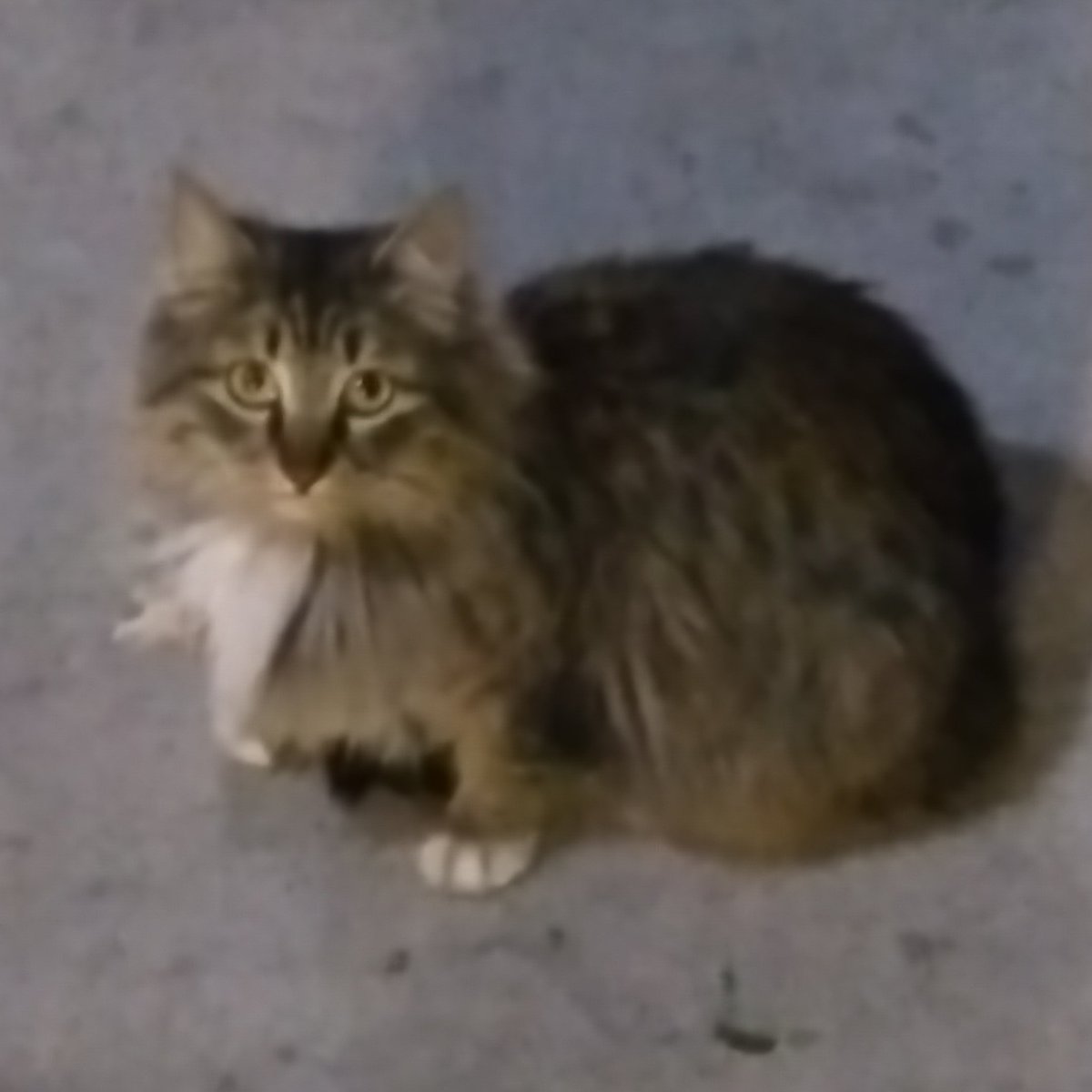 My Best Chance: Animal Rehabilitation Center tweet media