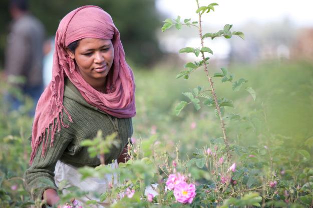 ETEmbassyYOW's tweet photo. These are the hard working #Women who grow your beatiful #Ethiopianflowers. Celebrate #ValentinesDay 2021 &amp; protect #Women's livelihood. 
@Tesco
@sainsburys
@marksandspencer
@AldiUK
@Morrisons
@waitrose

#BuyEthiopianRoses 
#EmpowerWomen 
#HappyValentinesDay2021 https://t.co/280GLdtbeE