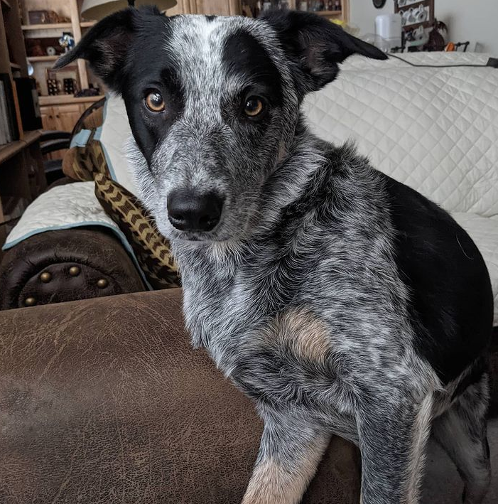 ZephAndMav's tweet photo. Zephyr says hi! Hope everyone has a great weekend! 🥰 #dogsoftwitter #dogs #rescuedog #AdoptDontShop #epiawareness #cutedog #borderheeler #zephyr https://t.co/jLuuV86xXH