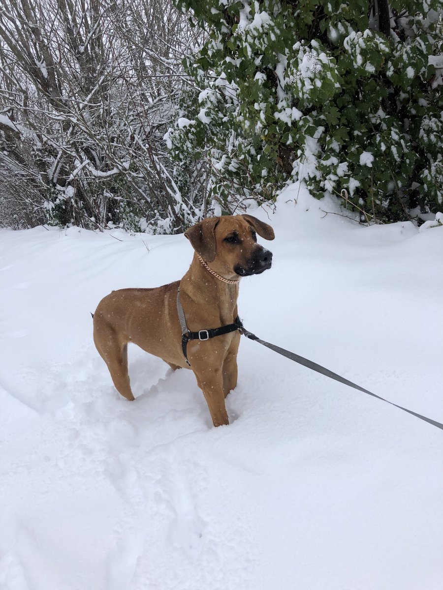 BakerIsland1's tweet photo. #dogsoftezos โโsnowed in Seattle! โโ https://t.co/KEqQ3Jx58J