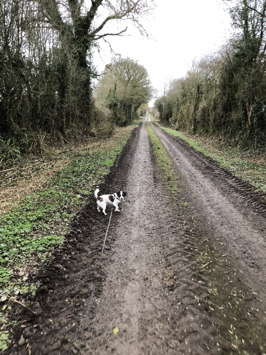 Walking with the pooch for day 13 🐶😄 #28for28