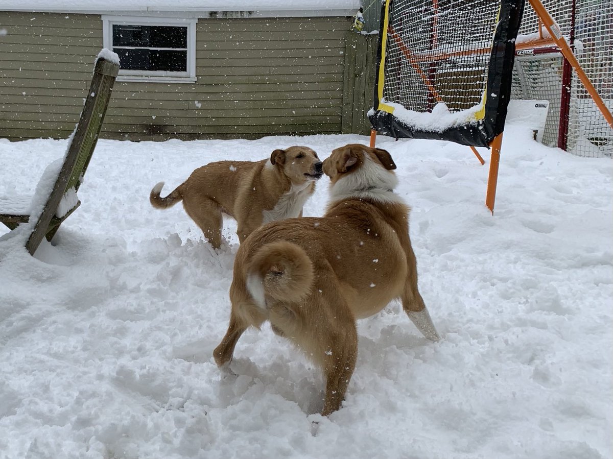 Les Hill tweet media