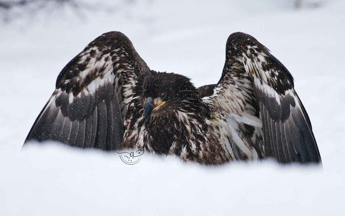 Live shot of bird auditioning for the role of Super Villain. #EaglePhotography #AlaskaPhotography #AlaskaWildlife #WildlifePhotography #Wildlife #AlaskaLife