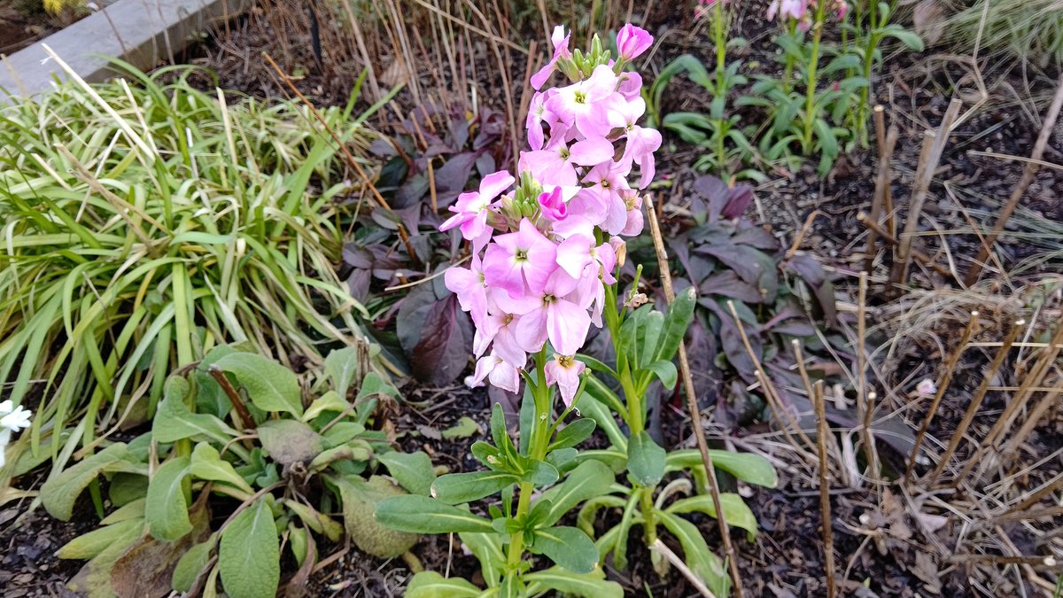 ちびちゃ 紫羅欄花 アラセイトウ 一般的に知られている名前は ストック ブーケやアレンジメントでよく使われる 甘いスパイシーな独特の匂いがある 南ヨーロッパ原産で江戸時代に日本兵渡来する 花言葉 永遠の美 愛の絆 愛の結合 見つめる未来