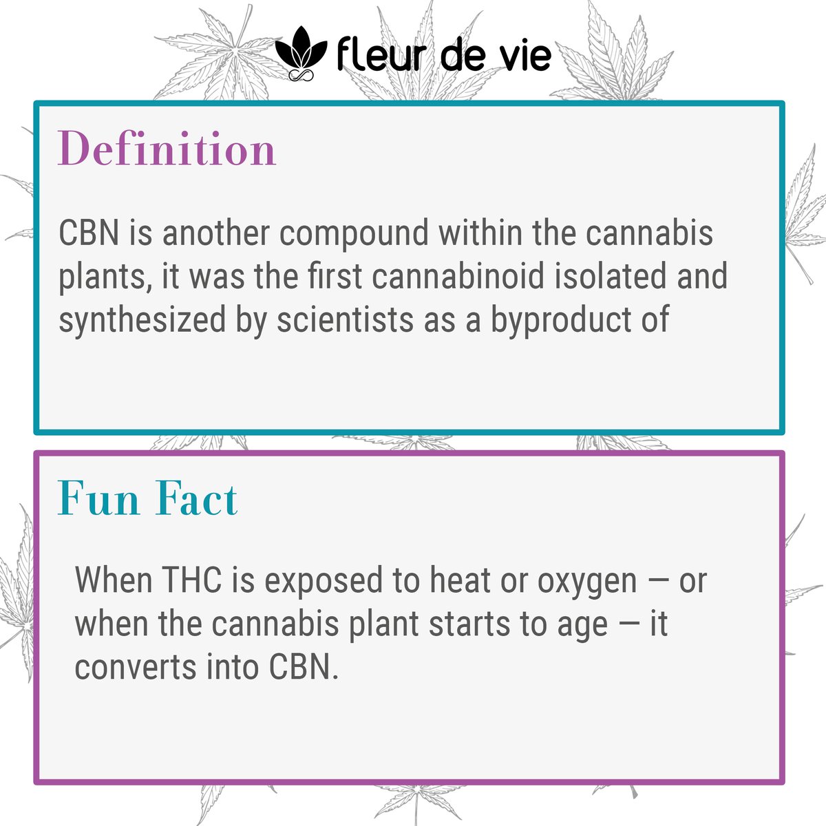 fleurdeviecbd's tweet photo. #CBN is a by product of #THC, when exposed to heat or oxygen, or when the plant starts to age, it coverts to CBN.

Even though CBN is derived from THC it is much less psychoactive and won't get you #high.   

 #morethancbd #fleurdeviecbd #plantsoverpills #cannabiscommunity https://t.co/3eWxCPfU0O