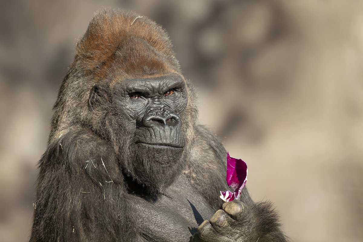 Great news! Our gorilla troop has made a full recovery from SARS-CoV-2, the virus that causes COVID-19 in humans. Starting today, our guests can once again connect  with these primates and learn ways they can help save this important species. sdzoo.com/GorillaUpdate