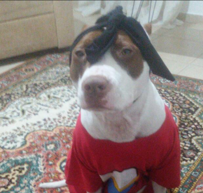 kvrck35aleyna's tweet photo. Minik prensesim 🐶😂 senin sevgililer günün kutlu olsun bari💛 https://t.co/DvYjYAEf9o