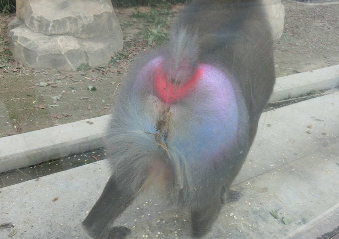 ドラクエ9 マンドリル