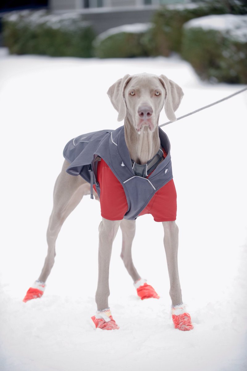 So many good dogs in the snow (A thread)