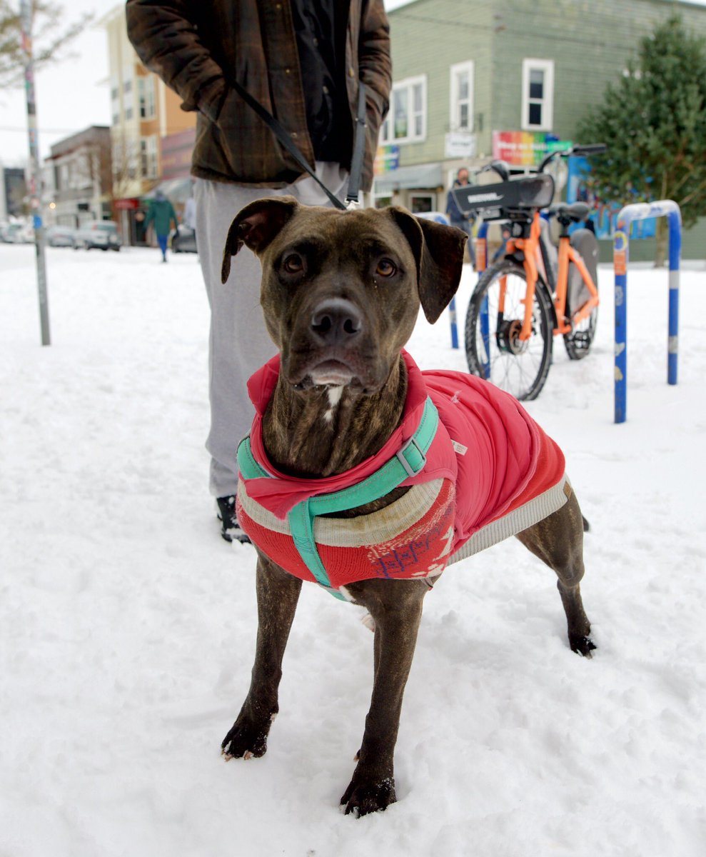 So many good dogs in the snow (A thread)