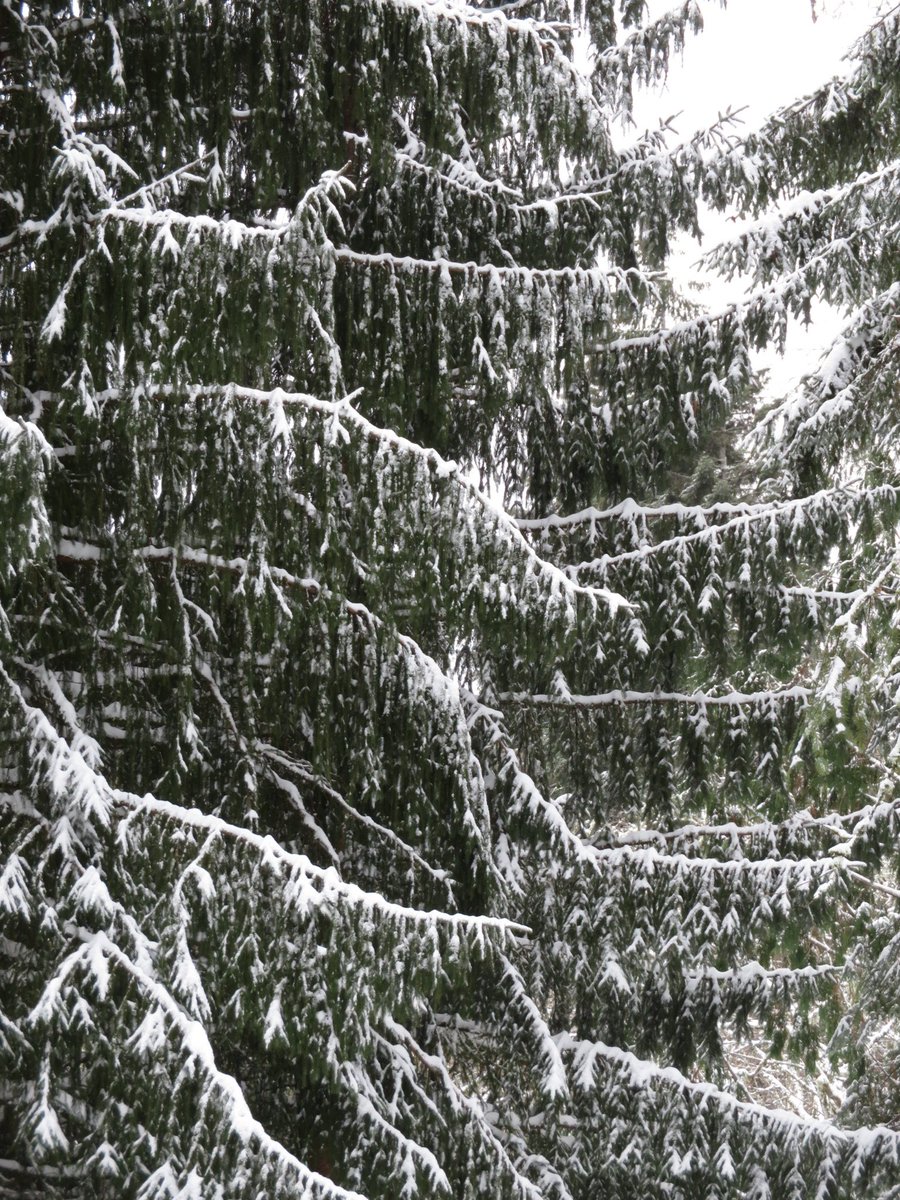 tommegma's tweet photo. The snow seems to have stopped falling, for now at least. We've got over a foot!
And some wonderfully snow-covered trees.
And icicles that are bigger than yesterday.
@NatashaKOIN6 @JosephForecast
#snow #weather #pnw #SnowTotal #winter #beautiful #icicles https://t.co/sMlqUNOJY7