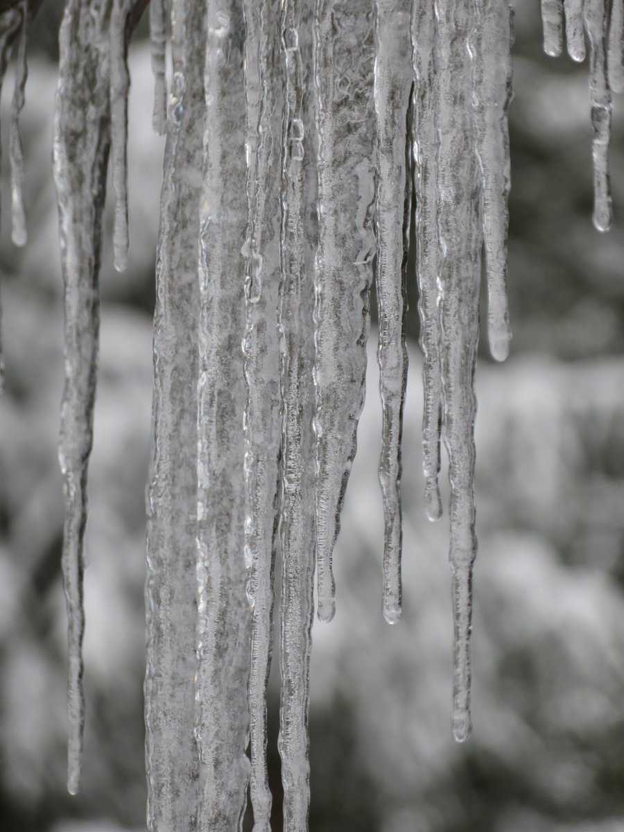 tommegma's tweet photo. The snow seems to have stopped falling, for now at least. We've got over a foot!
And some wonderfully snow-covered trees.
And icicles that are bigger than yesterday.
@NatashaKOIN6 @JosephForecast
#snow #weather #pnw #SnowTotal #winter #beautiful #icicles https://t.co/sMlqUNOJY7