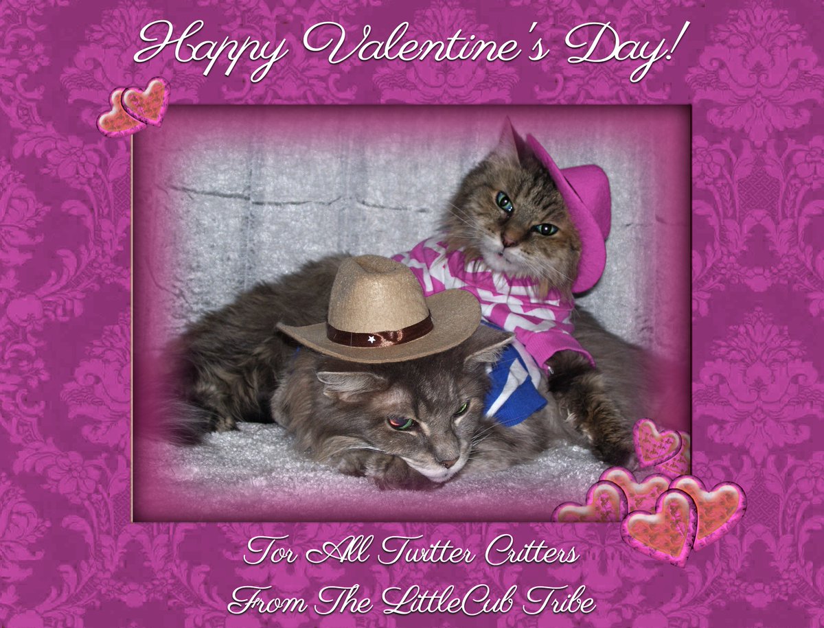 BobKatLittleCub's tweet photo. Happy Valentine's Day Twitter Critters!
💗💗💗💗💗💗💗💗💗💗💗💗💗💗💗💗💗💗💗💗
Please Retweet! #Cats #CatsOfTwitter #CatsOfIntstagram [the.littlecub.cats] #LittleCubCats #CalicoCrew #ValentinesDay https://t.co/sHuabLomgz