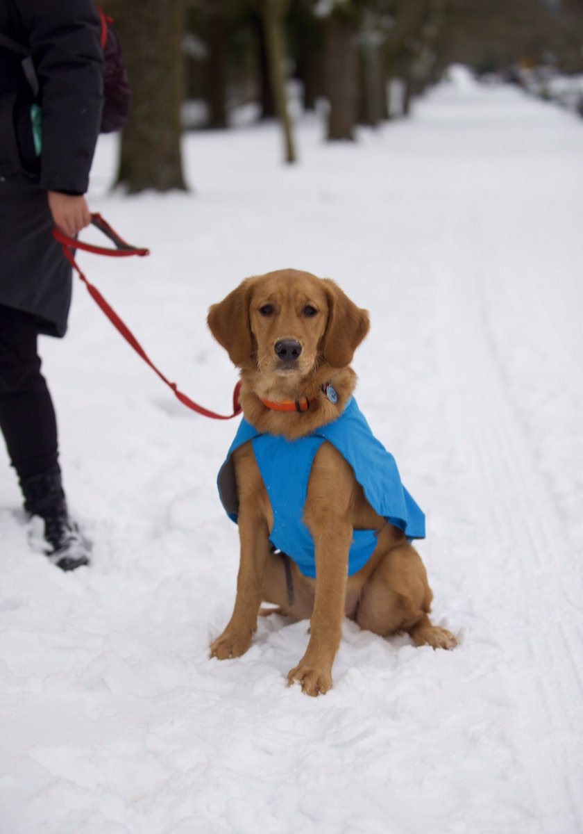 Daisy out playing with her ball
