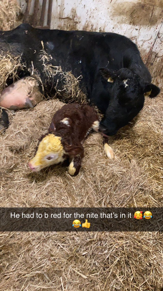 Valentines baby #Hereford