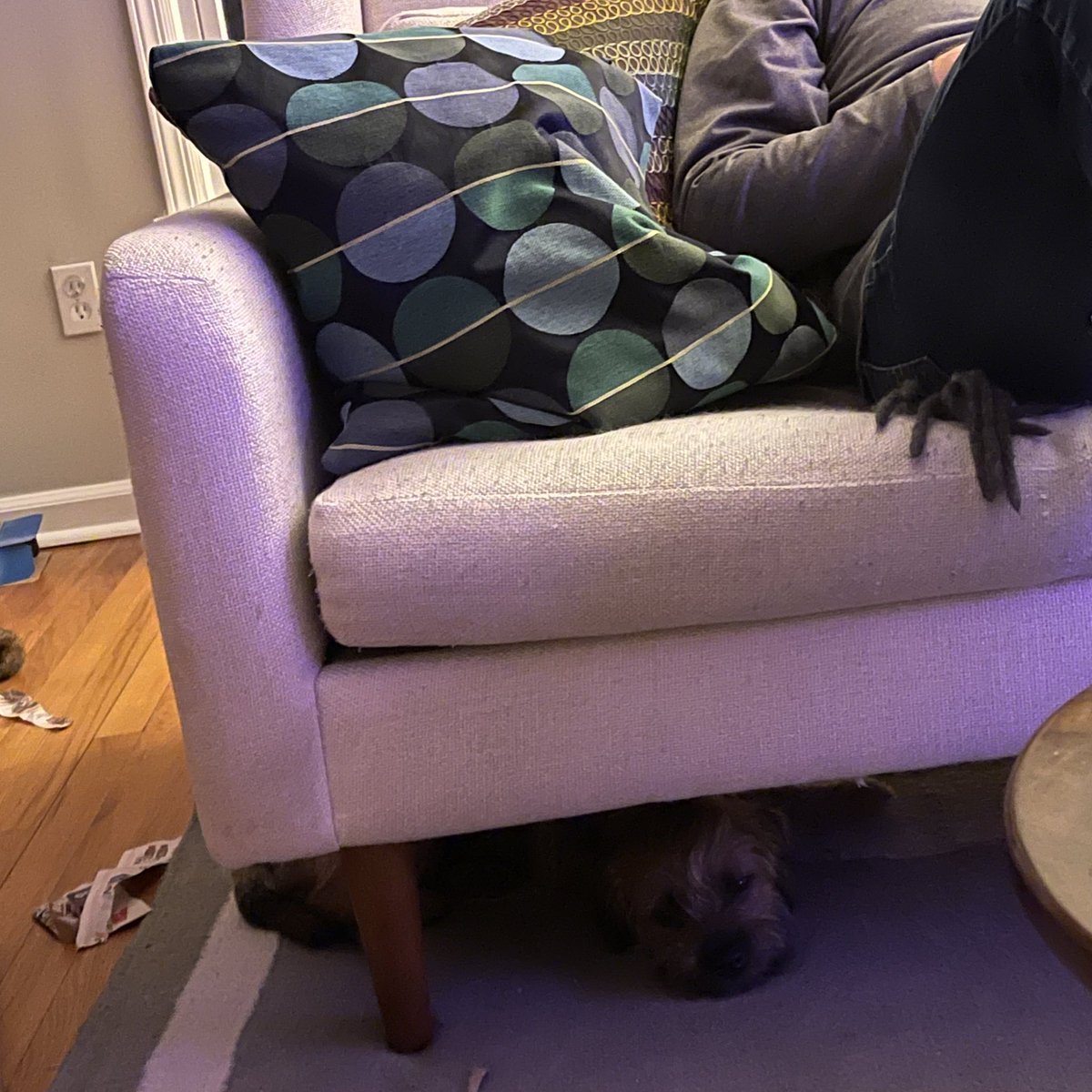 “Why are you hiding under the sofa Penny?”
“Because you gave the little hooman ice cream and he missed his nap today.... duh.”