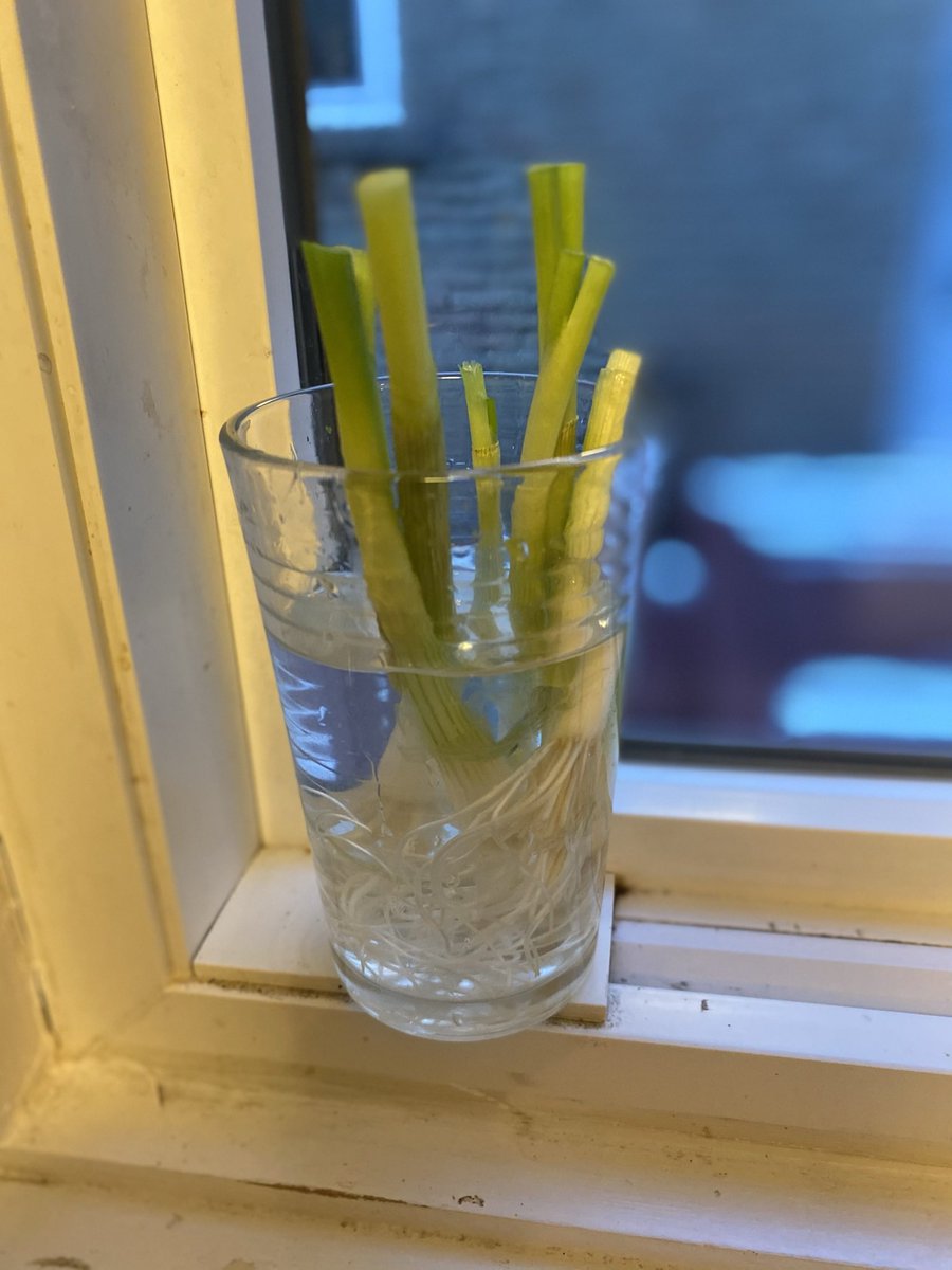 roddeos's tweet image. Love this Hack. Only 10 days later. Then I chop them and freeze them in an empty water bottle for future use. Then start again. #lifehack