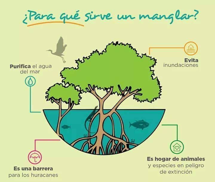 EcoInventos's tweet photo. ¿Para qué sirve un manglar? 🤔 https://t.co/0Gufumrb2H