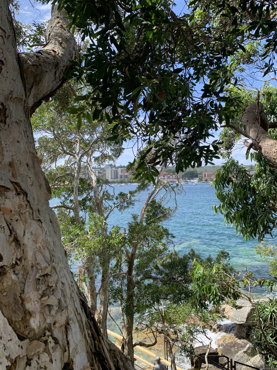 KateForsyth's tweet photo. My #morningwalk round the harbour to #manly & back #beautiful #imexhaustednow https://t.co/D3yGdWh2JM